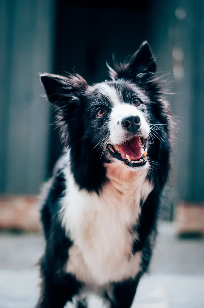 Border collie joyeux en extérieur