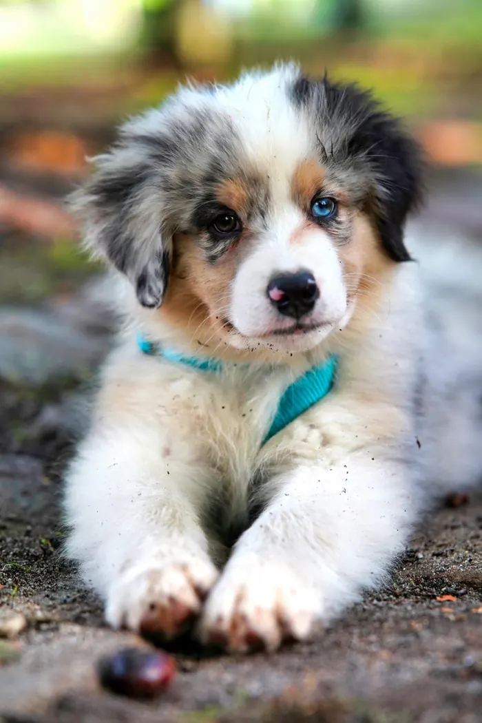 Chiot berger australien couché au sol